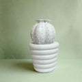 White potted cactus – view 2